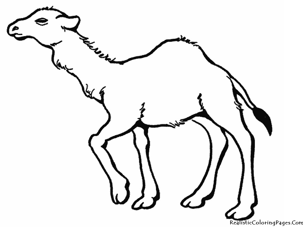 Print Camel Coloring Pages Realistic - deColoring