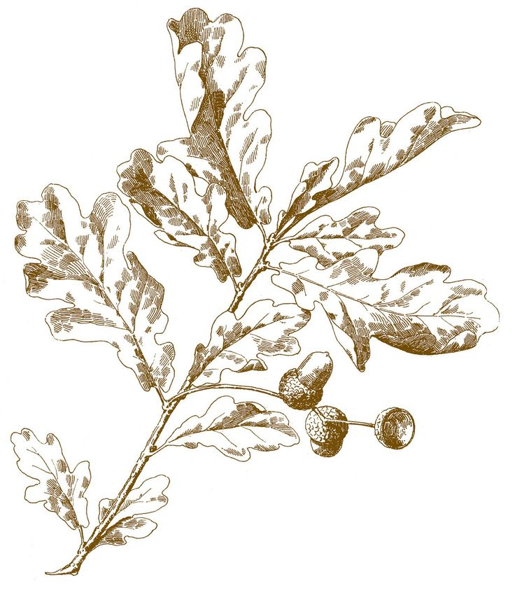Antique Engraving - Oak Leaves with Acorns