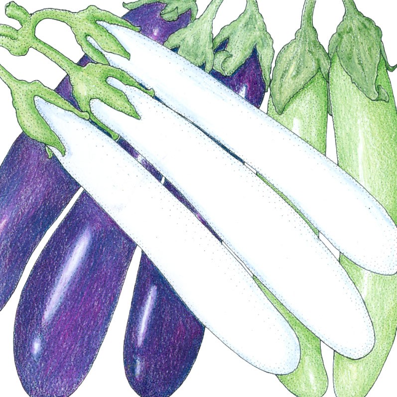 Organic Eggplant, Mixed Fingers