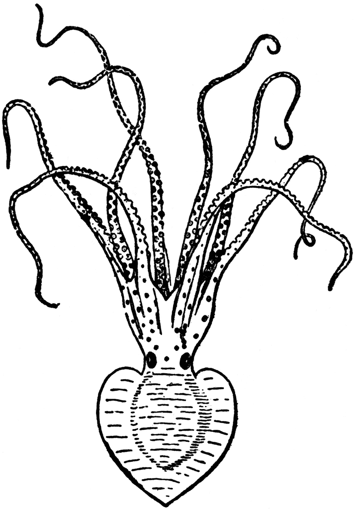 Pinnoctopus Cordiformis | ClipArt ETC