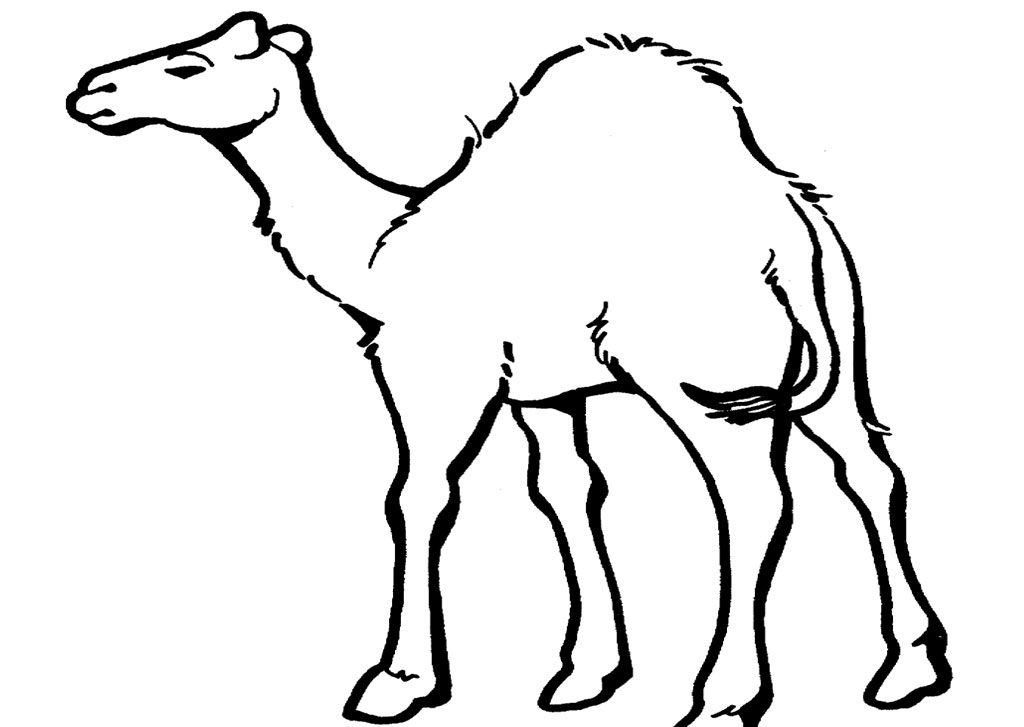 Camel Desert Animal Coloring Sheets :Kids Coloring Pages ...