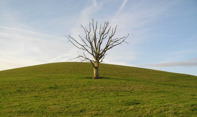 File:Bare tree on Lye Hill - geograph.org.uk - 616052.jpg ...