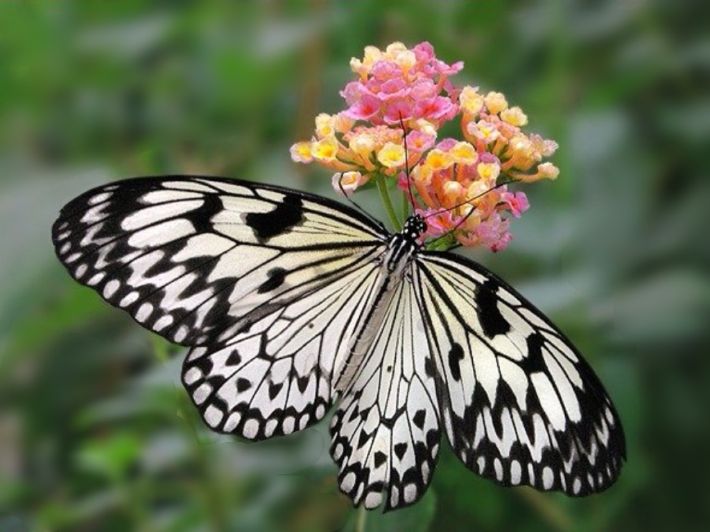Beautiful Buterfly Photo 5 - BestePics