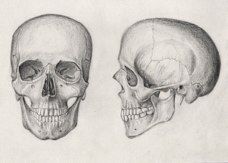 Human Skull Drawing Reference - Gallery