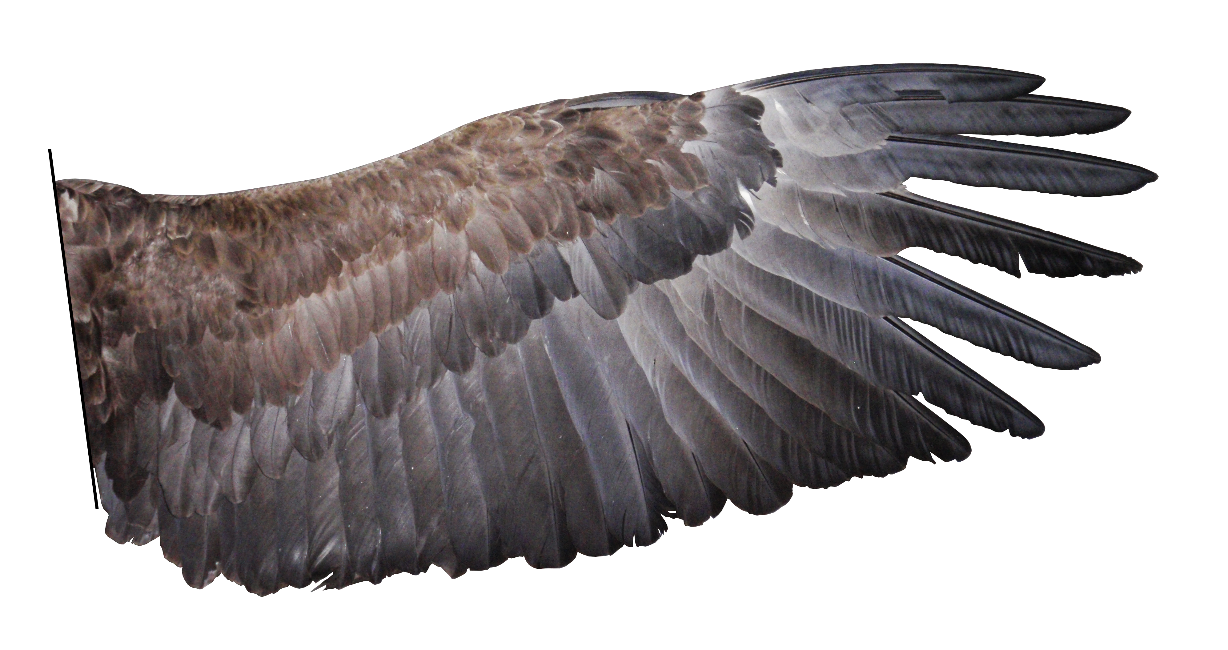 File:H. albicilla wing.png - Wikimedia Commons