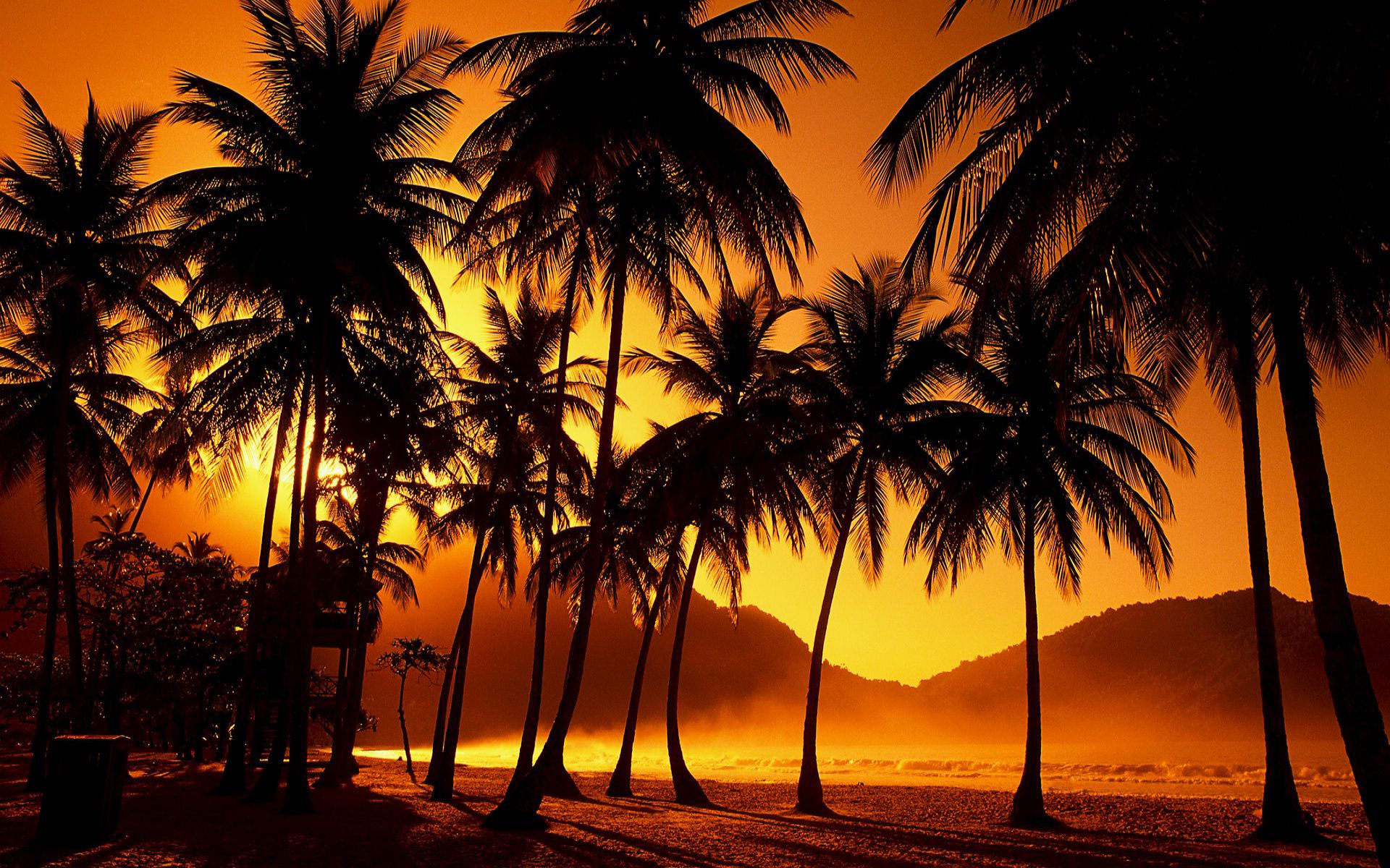 Pictures Of Palm Trees 1920x1200px #869483