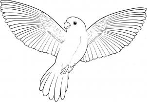 Flying Bird Drawing - Gallery