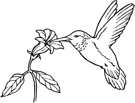 parrot coloring page | flying+bird+coloring+pages1.gif | Stencils ...