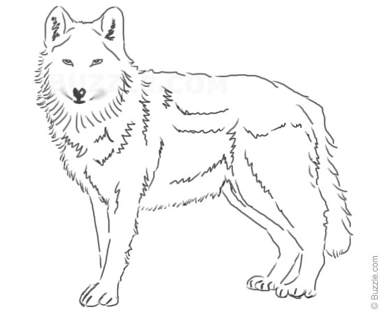 Easy Wolf Drawings In Pencil - Gallery