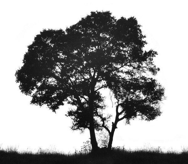 Tree silhouette | Free stock photos - Rgbstock -Free stock images ...