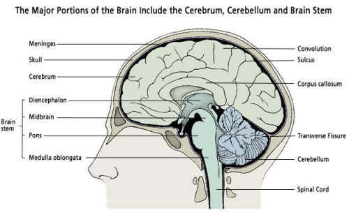 Blank Brain Diagram: Cerebellum | humandiagram.info