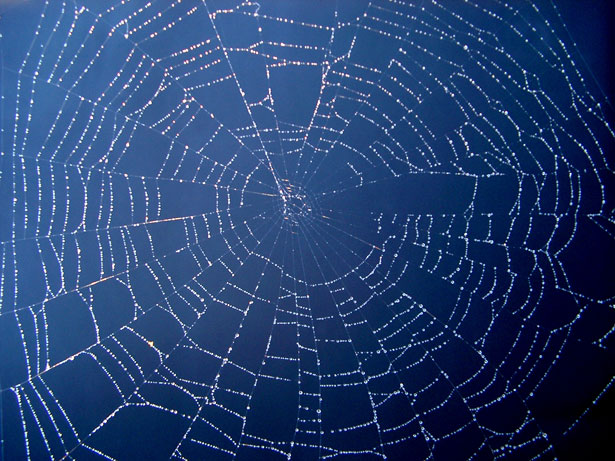 Spiders Web Free Stock Photo - Public Domain Pictures