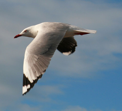 How to photograph flying birds digital SLR camera settings