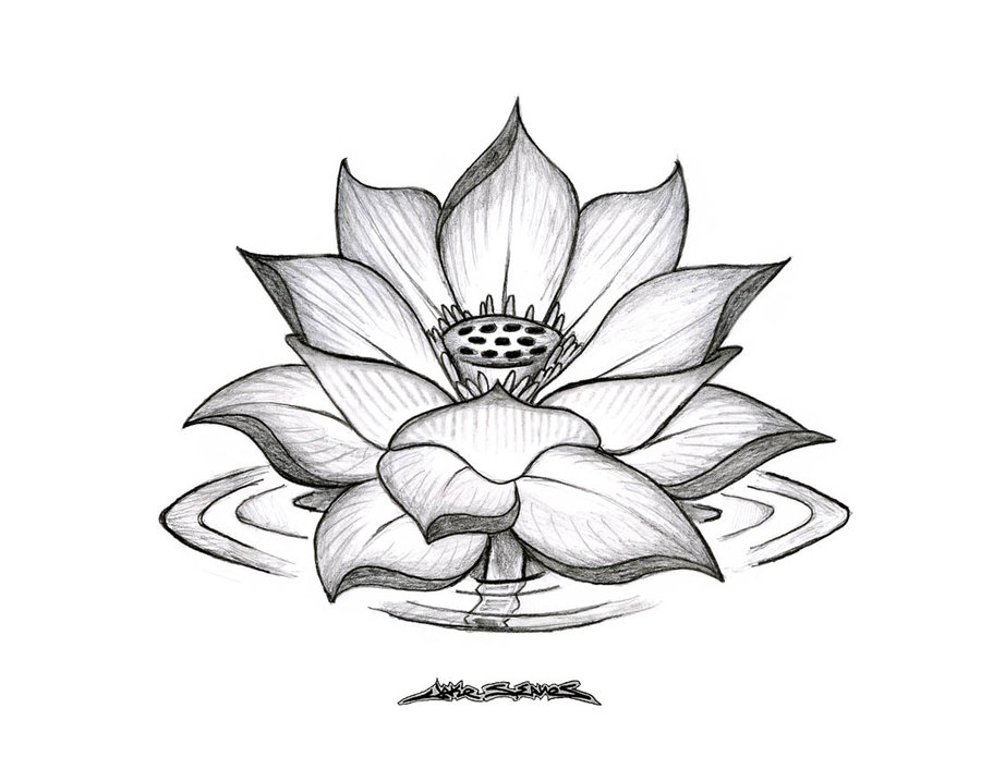 Simple Lotus Flower Drawing Widescreen 2 HD Wallpapers | aduphoto.