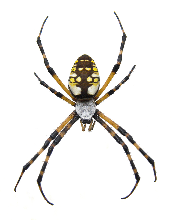 Black and Yellow Garden Spider - Pest Control, Facts & Information ...