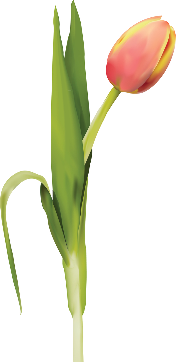 Tulip - Gradient Mesh on Behance