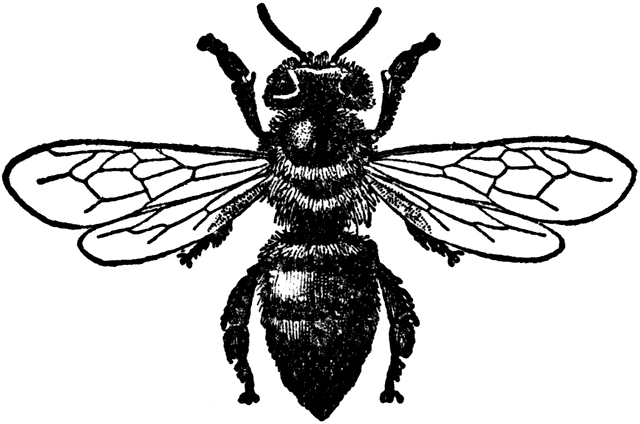 Honey Bee (Worker) | ClipArt ETC