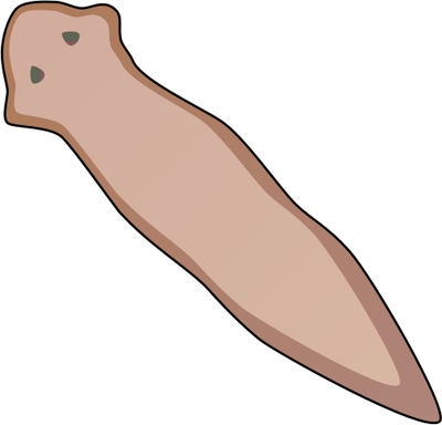 Flatworm - Worms - Vector Illustration/Drawing/Symbol (SVG) - IAN ...
