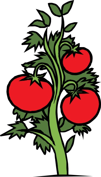Free Tomato Plants from Kilbourn Park Organic Greenhouse — UPDATE ...