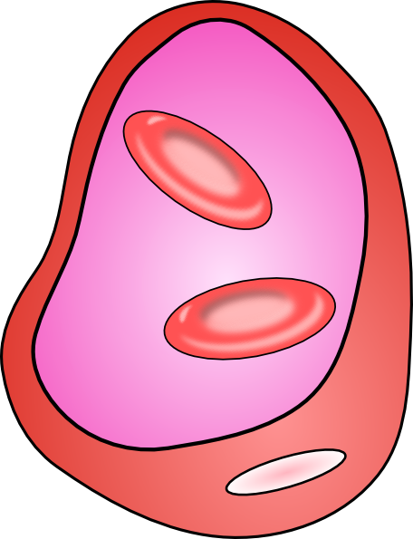 Erythrocyte Red Blood Cell clip art - vector clip art online ...