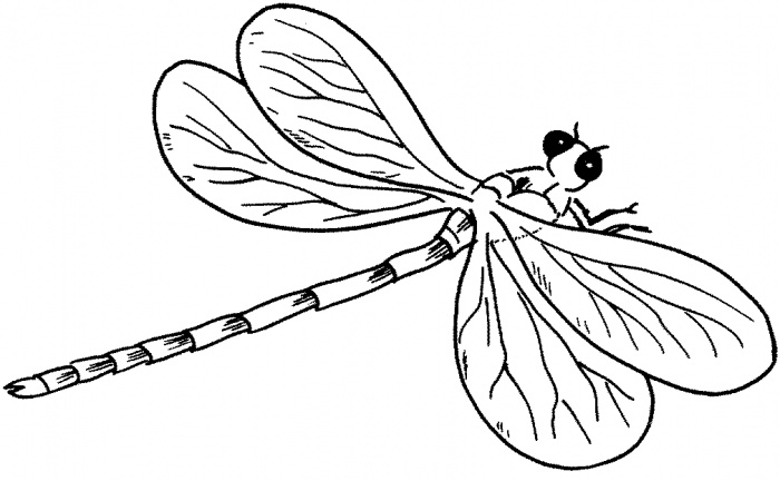 Pix For > Dragonfly Outline Clipart