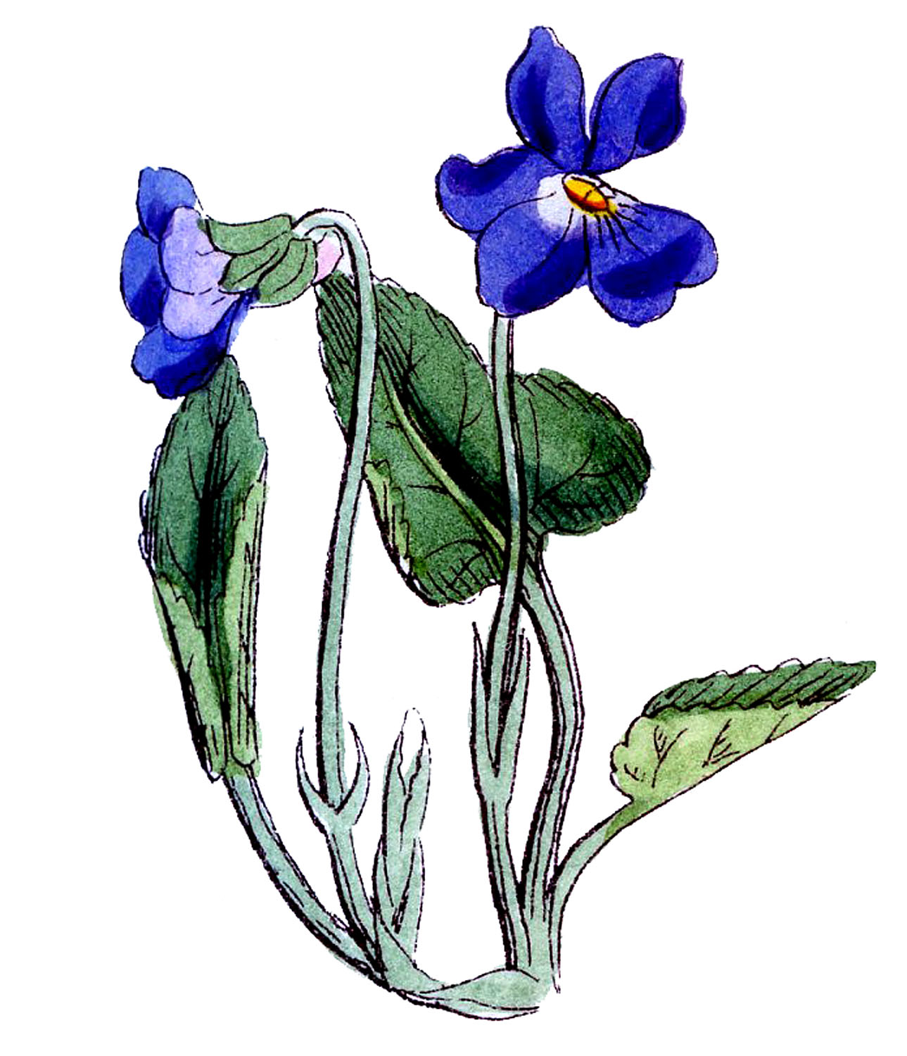 Images For > Blue Violet Flower Clip Art