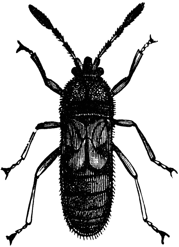 Chinch Bug | ClipArt ETC