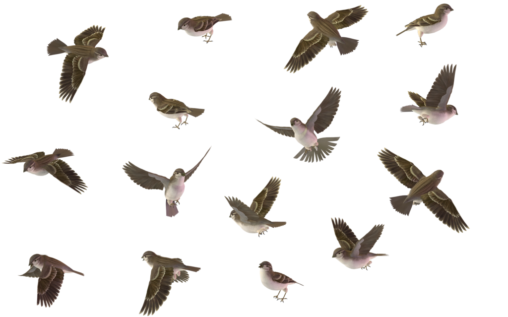 Bird Set - House Sparrow (Female) 01 by wolverine041269 on deviantART