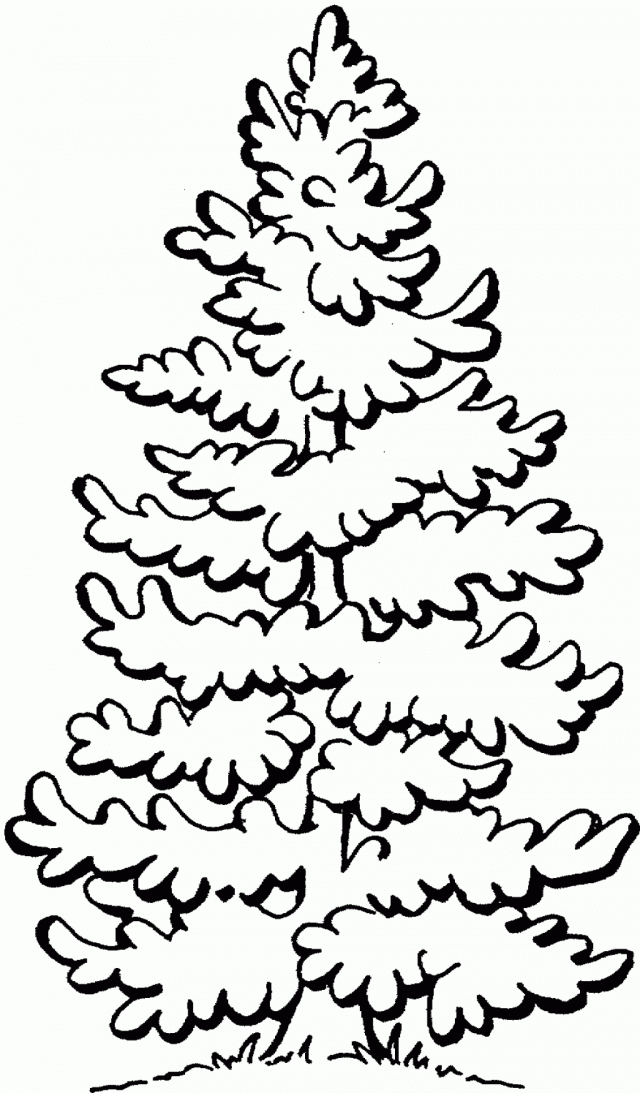 Beautiful Pine Tree Coloring Pages Kidskat ClipArt Best 247348 ...