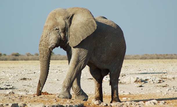 The Big 5 Safari Animals Explained — Real Africa's Safari tails