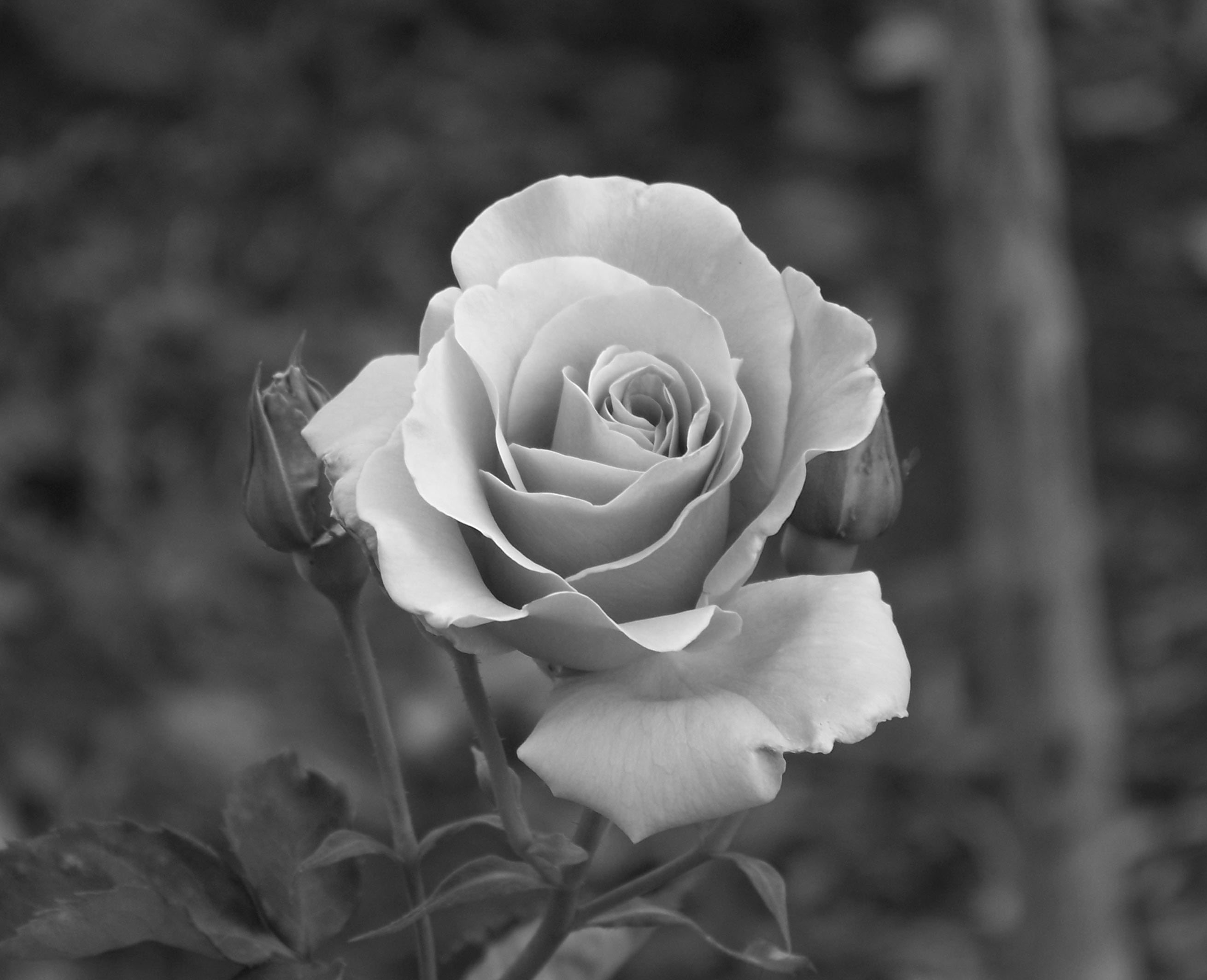 Cee's Black & White Photo Challenge | Flowers | PonderTheIrrelevant