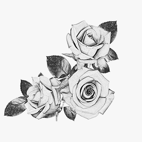 Black Rose Designs | Rose; black and white; sketch; psd layered ...