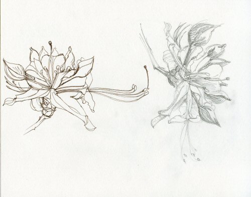 floral drawings - get domain pictures - getdomainvids.com