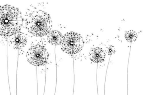 cute-dandelion-drawn-flowers- ...