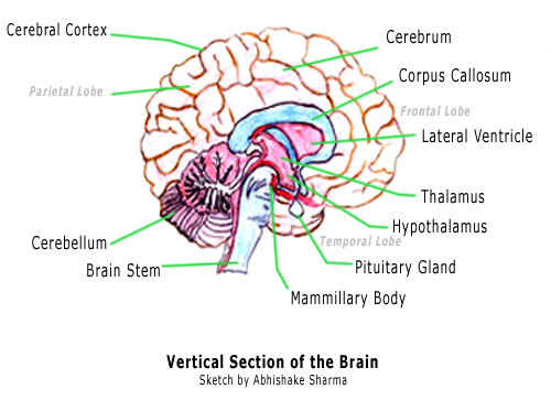 Diagram of the Brain and its Functions