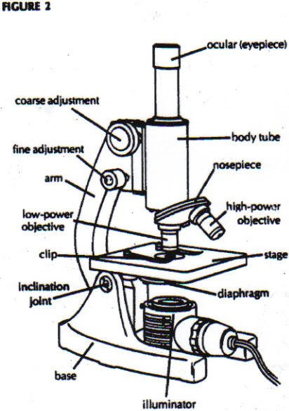 Microscope Diagram : trebuchet diagram