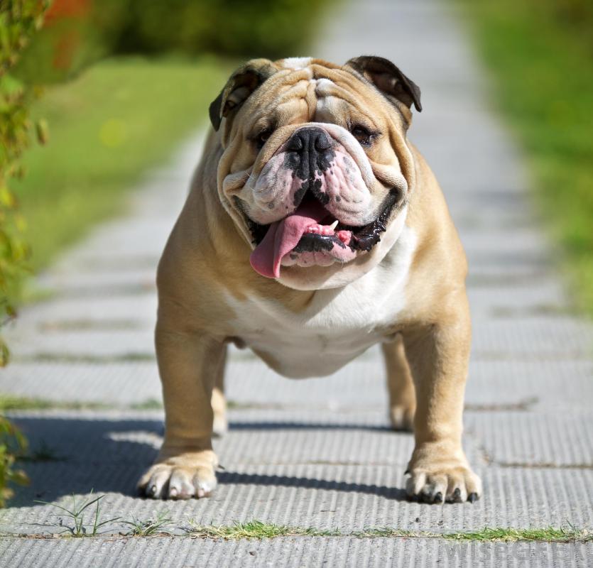 What is a Victorian Bulldog? (with pictures)