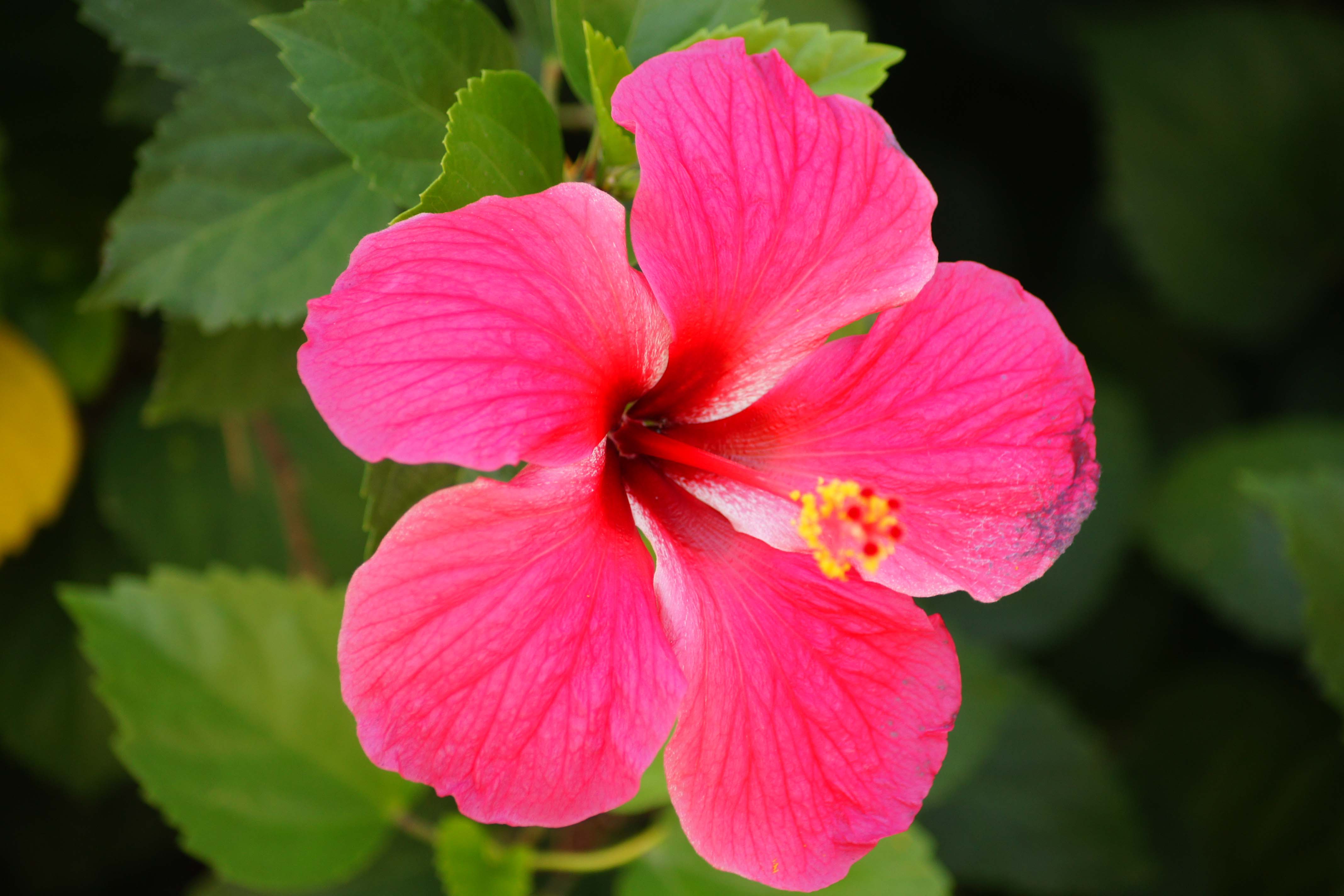 Hibiscus Flower: Flower for any Climate | Typesofflower.com