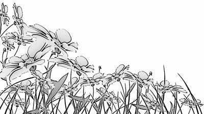 Flowers Black And White Animation Stock Footage Video 3084214 ...