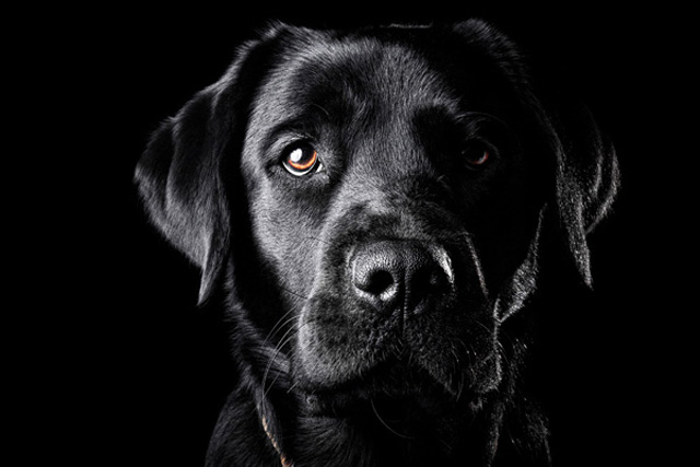 BLACK DOGS ARE COOL… isn't just a saying… @milldogrescue #dogs ...