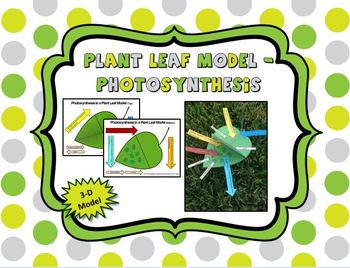 Photosynthesis-3-D-Leaf-Model-Color-and-BW-1003346 Teaching ...