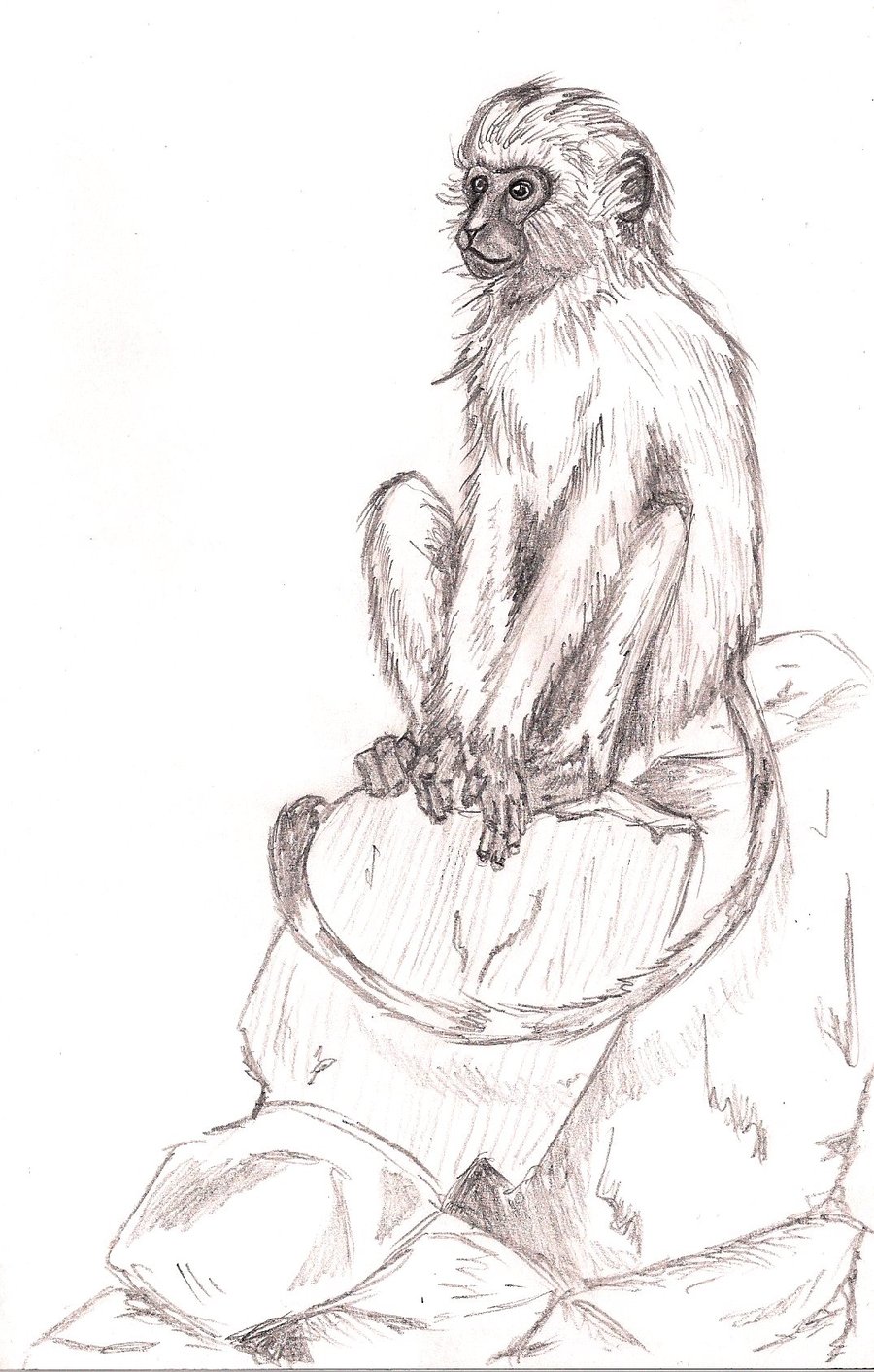 Monkey Drawing by Fentown on DeviantArt