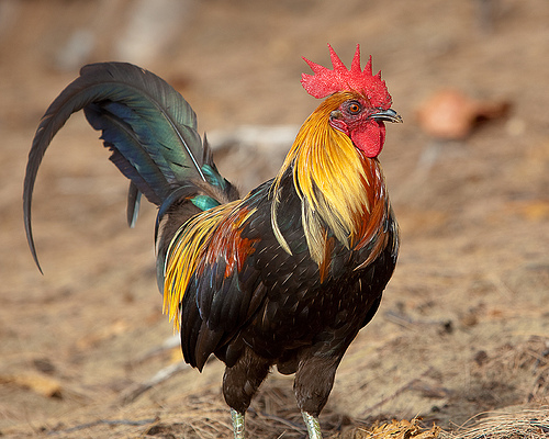 Kauai Rooster | Flickr - Photo Sharing!