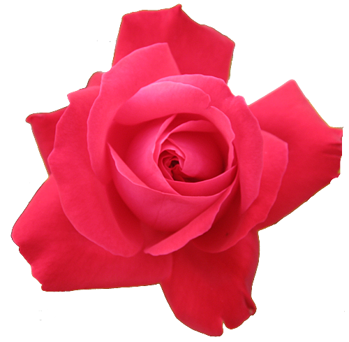 Red Rose Transparent Isolated | Free Images at Clker.com - vector ...