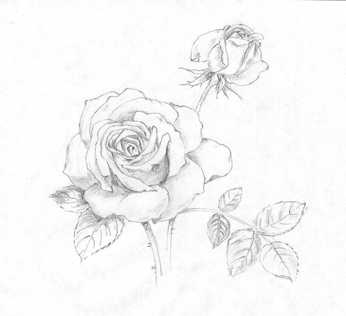 Heart With Rose Drawings In Pencil - Gallery
