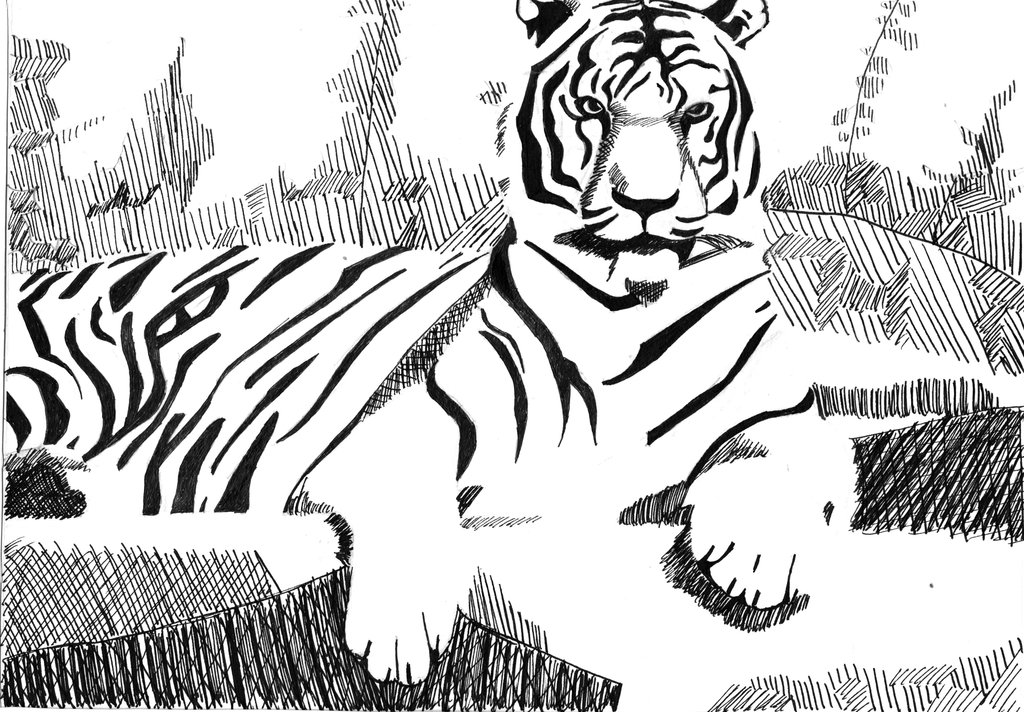 Line Drawing :: Tiger by narff117 on DeviantArt