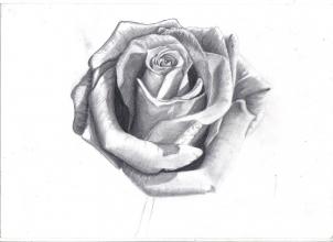 How to Draw a Rose In Pencil, Draw a Realistic Rose, Step by Step ...