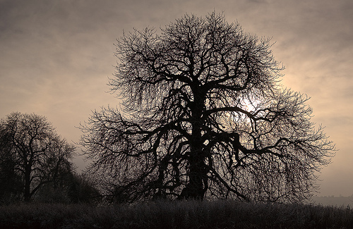 Scary Tree of Doom | Flickr - Photo Sharing!