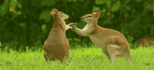 Kangaroo Animated GIF