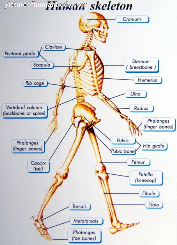 Human Body Parts - Cliparts.co